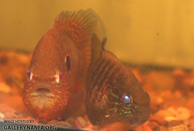 Lepomis peltastes spawning pair2 by BZ