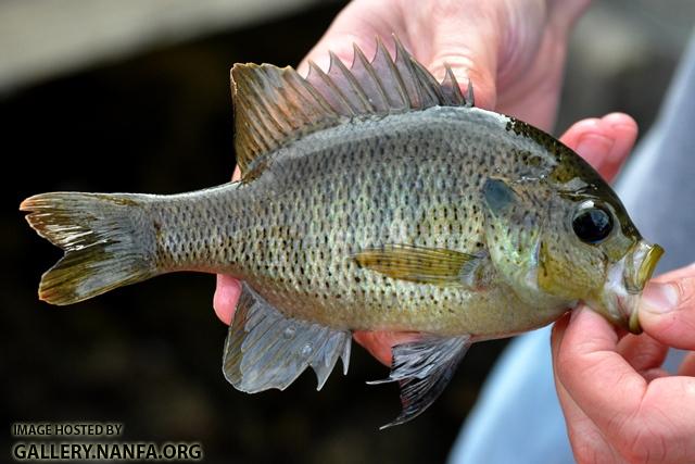 Lepomis punctatus 3 by JZ