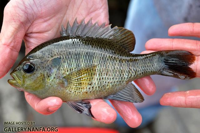 Lepomis punctatus 4 by JZ