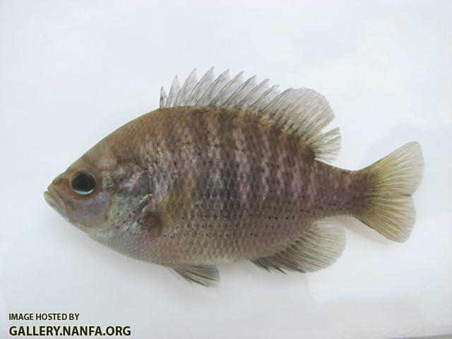 Lepomis punctatus female1 by BZ