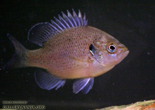 Lepomis punctatus male young1 by BZ