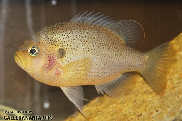 Lepomis punctatus male2 by BZ