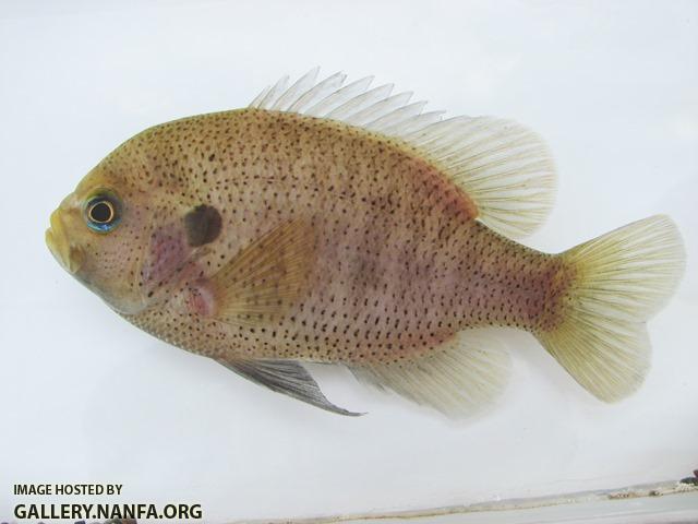 Lepomis punctatus male4 by BZ