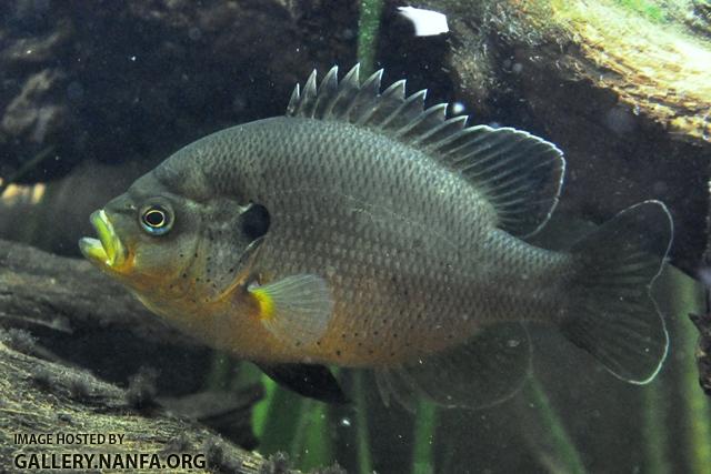 Lepomis punctatus male5 by BZ