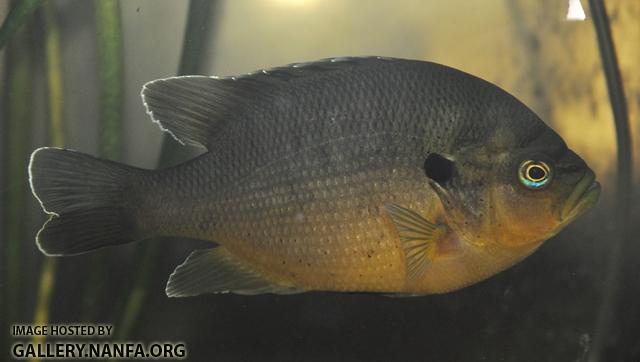 Lepomis punctatus male6 by BZ