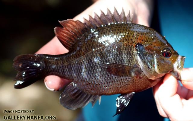 Lepomis punctatus male7 by BZ