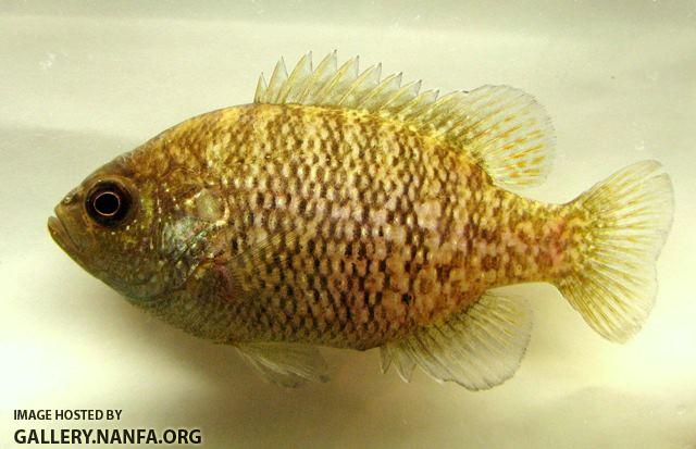 Lepomis symmetricus female1 by BZ