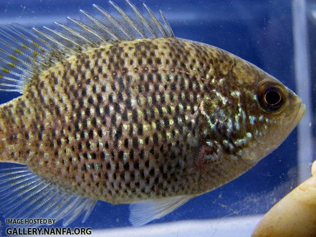 Lepomis symmetricus female2 by BZ