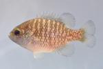 Lepomis symmetricus female3 by BZ