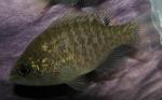 Lepomis symmetricus juvenile2 by BZ