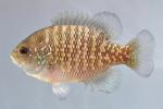 Lepomis symmetricus male1 by BZ