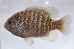 Lepomis symmetricus male2 by BZ