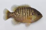 Lepomis symmetricus male4 by BZ