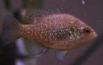 Lepomis symmetricus male5 by BZ