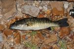 Micropterus cataractae 2 by BZ