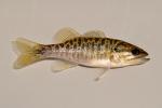 Micropterus cataractae juvenile1 by BZ