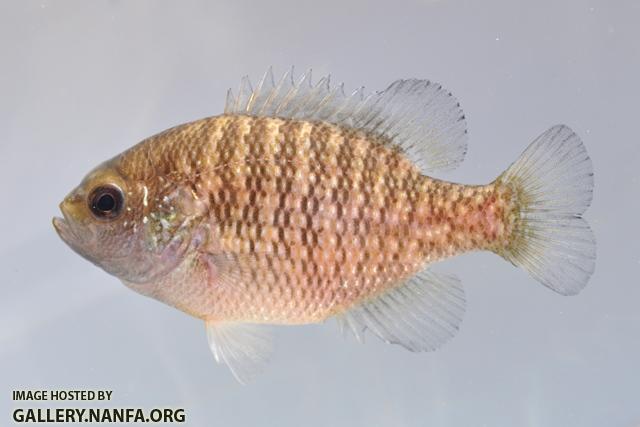 Lepomis symmetricus female3 by BZ