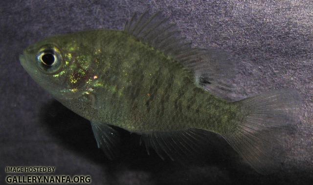 Lepomis symmetricus juvenile1 by BZ