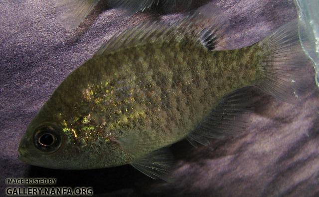 Lepomis symmetricus juvenile2 by BZ