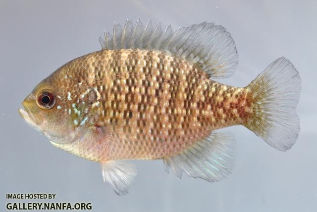 Lepomis symmetricus male1 by BZ