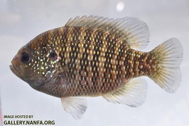 Lepomis symmetricus male2 by BZ