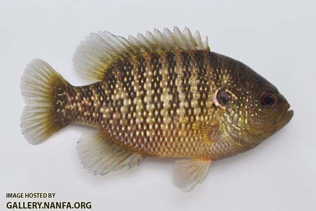 Lepomis symmetricus male4 by BZ