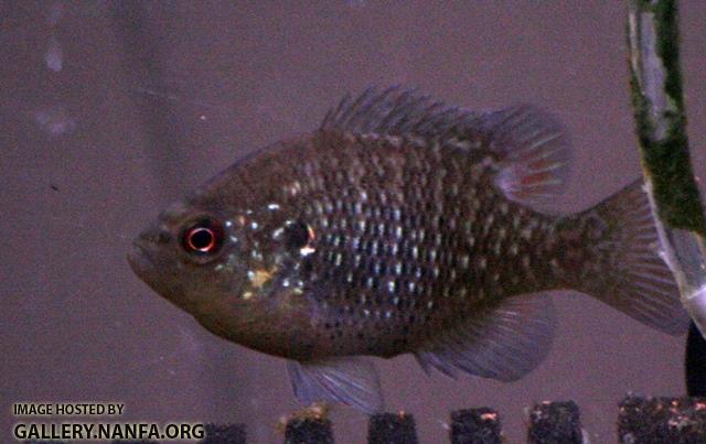 Lepomis symmetricus male6 by BZ