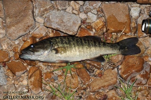 Micropterus cataractae 2 by BZ