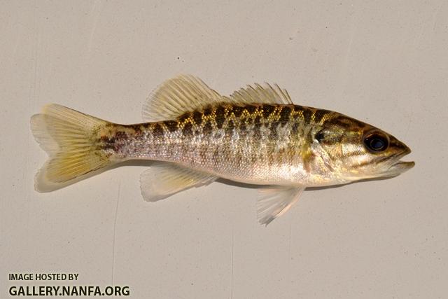 Micropterus cataractae juvenile1 by BZ