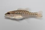 Micropterus coosae juvenile1 by BZ