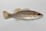 Micropterus coosae juvenile2 by BZ