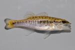 Micropterus henshalli juvenile1 by BZ