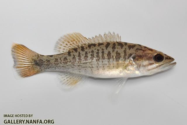 Micropterus coosae juvenile2 by BZ