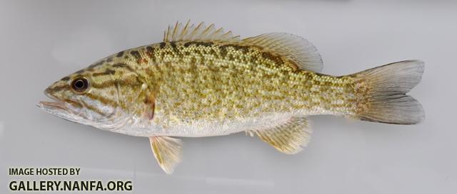 Micropterus dolomieu 1 by BZ