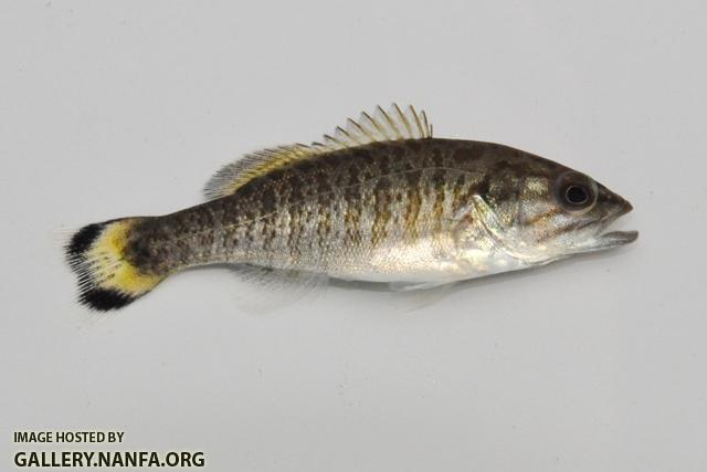 Micropterus dolomieu juvenile1 by BZ