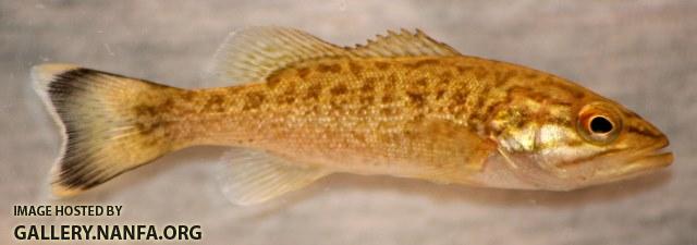 Micropterus dolomieu juvenile2 by BZ