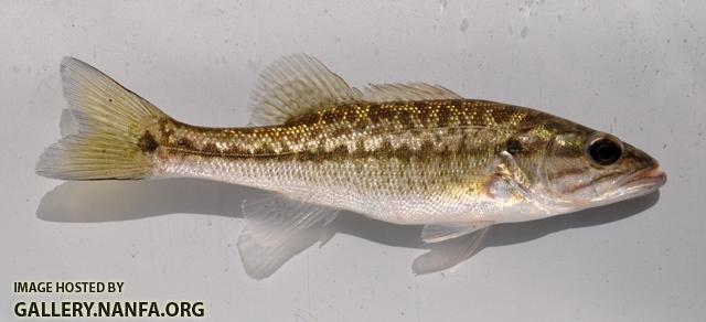 Micropterus henshalli 1 by BZ