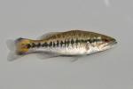 Micropterus punctulatus juvenile1 by BZ