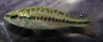 Micropterus salmoides salmoides juvenile1 by BZ