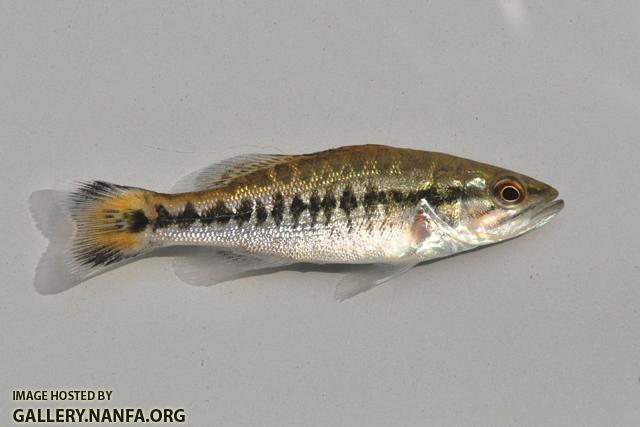 Micropterus punctulatus juvenile1 by BZ