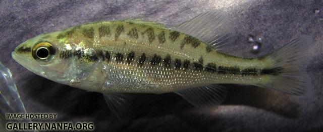 Micropterus salmoides salmoides juvenile1 by BZ