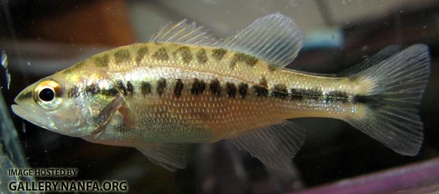 Micropterus salmoides salmoides juvenile2 by BZ