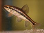 Erimyzon claviformis juvenile1 by BZ