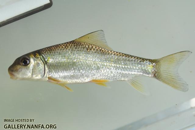 Moxostoma anisurum juvenile1 by BZ