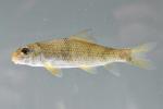 Moxostoma erythrurum juvenile3 by BZ