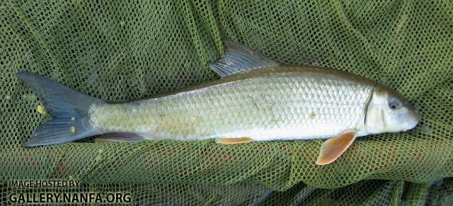 Moxostoma duquesnei female2 by BZ