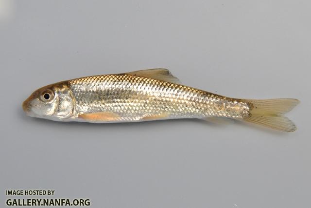 Moxostoma duquesnei juvenile1 by BZ