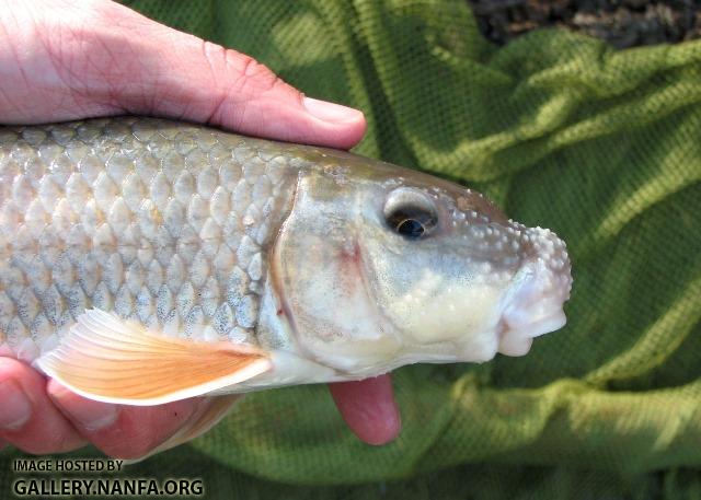 Moxostoma duquesnei male2 by BZ