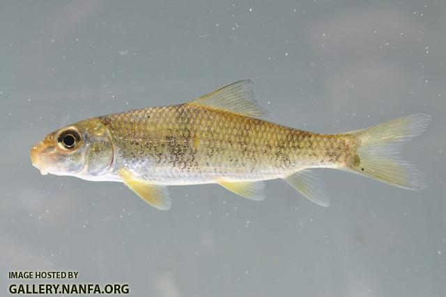 Moxostoma erythrurum juvenile3 by BZ