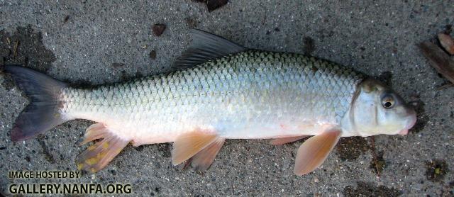 Moxostoma macrolepidotum female1 by BZ